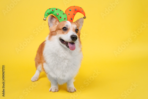 Welsh corgi wearing a green and orange jester hat with bells, standing on bright yellow studio background with tongue out, looking to the side, cheerful pet costume portrait with very wide copy space