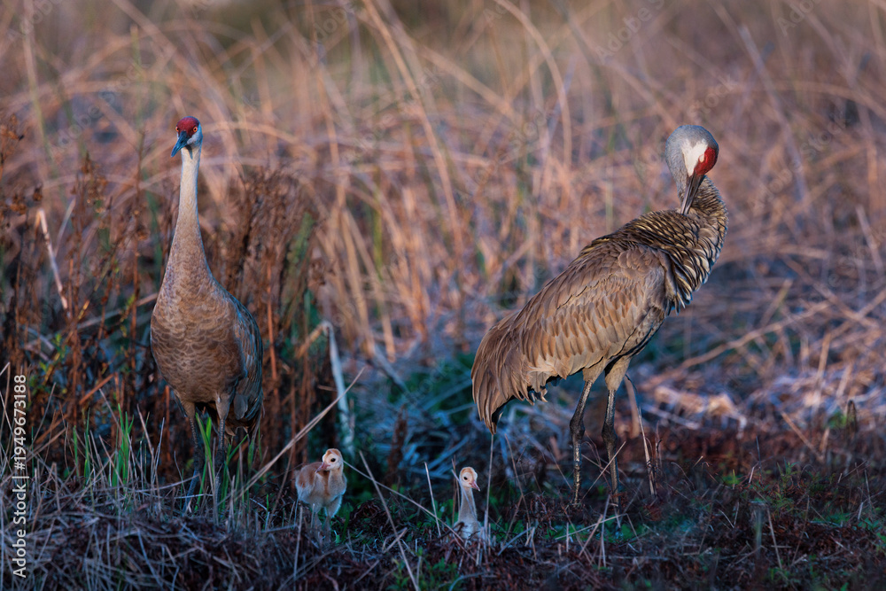 Fototapeta premium Sandhill cranes (Grus canadensis or Antigone canadensis) family vocalizing in a wetland area in southwest Florida. Two parents call as their little chicks look on. 