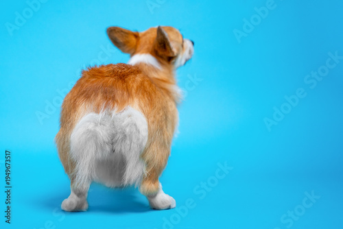 A rear view of a fluffy tan and white corgi standing on a bright blue background, tail down and ears alert, showcasing its distinctive fur and short sturdy legs