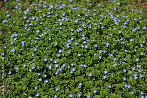 Lush floral background of blue Persian speedwell blooming in spring sunshine