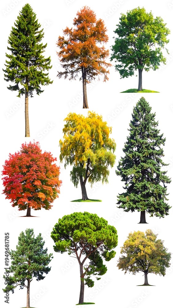 Fototapeta premium A collection of nine trees with varying foliage and colors
