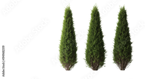 Four slender, dense, deep green evergreen trees in a deliberate row, softly illuminated against a seamless reflective transparent studio background, ample copy space for minimalist graphic design