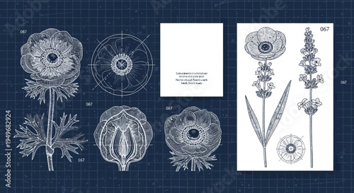 Botanical blueprint illustration of flowers and plant elements on blue background