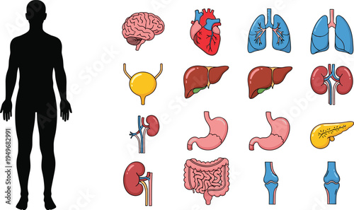 Human Internal Organs Set with Body Silhouette Brain Heart Lungs Liver Kidney Medical Anatomy Vector Illustration