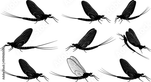 Mayfly Insects black and white vector
