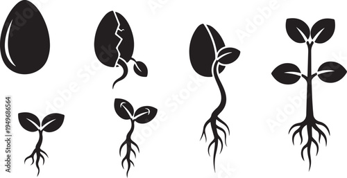 Plant growth stages from seed to sprout development process