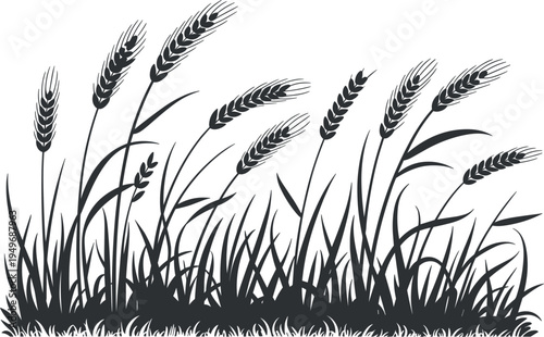 Wheat field silhouette, cereal grain stalks, meadow grass border, agriculture nature elements, barley farm, and botanical stalks