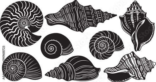 Collection of black and white seashell illustrations on white