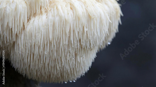 Close-up of lion's mane mushroom with white cascading teeth structure on dark background, no faces, no text, rare mushroom concept for health brand or culinary editorial, commercial use
