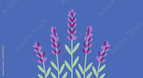 Vector illustration of purple lavender flowers against a blue background, a serene floral graphic
