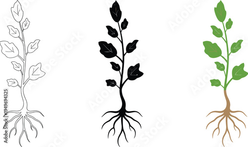 Botanical plant growth illustration with roots and leaves, minimal line art silhouette and green plant vector isolated nature design