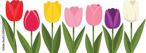 Set of flat vector tulip flower illustrations in vibrant red yellow pink purple and white colors isolated on white background for spring designs