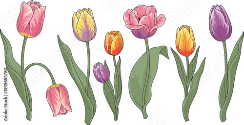 Beautiful collection of colorful tulip flower vector illustrations with stems and leaves in pink purple yellow and orange for spring garden floral designs.