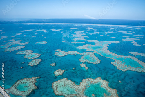 Great barrier reef coral growing in turquoise ocean