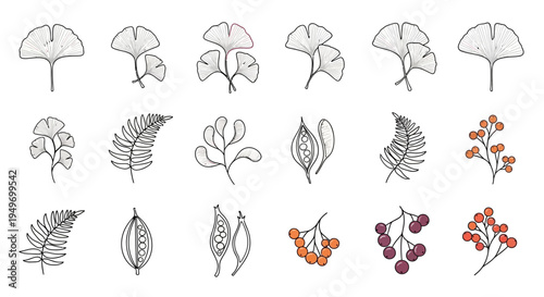 Botanical illustration of leaves berries and pods isolated on white