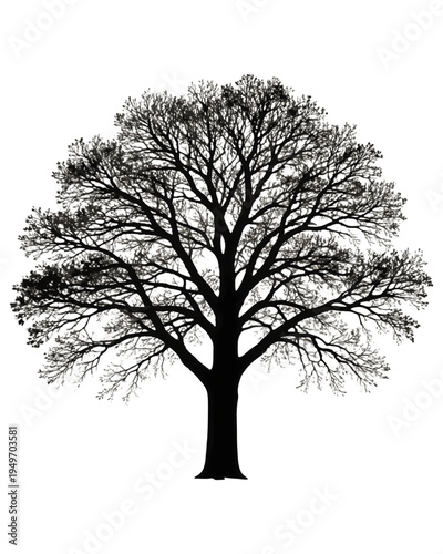 Silhouette of a large, mature deciduous tree with a full canopy of bare branches against a white background, evoking a sense of natural structure and the stark beauty of winter or dormancy