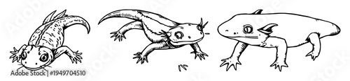 Axolotl set with detailed woodcut style illustration featuring rare amphibian, black ink, vintage design with white background and intricate shading