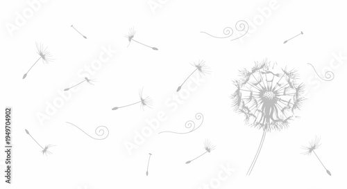 Dandelion clock with seeds blowing in the wind isolated on white background