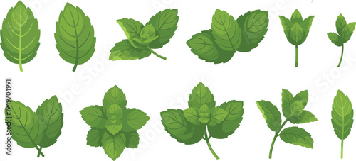 Fresh Green Mint Leaf Vector Illustration Set Featuring Individual Peppermint Leaves and Sprigs for Herbal Tea, Natural Wellness, Menthol Fragrance, and Culinary Design