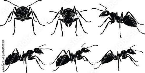 Ant vector illustration, insect anatomy, black silhouette, blue outline, scientific diagram, educational graphic, entomology art, stylized ant profile, frontal view