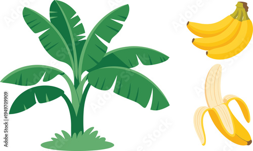 Banana tree and ripe bananas illustration isolated on white background, tropical fruit vector design collection