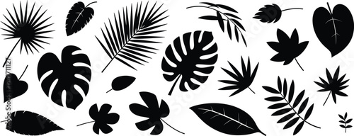 Black leaf silhouettes collection featuring diverse tropical and temperate species including monstera, palm fronds, maple, oak, botanical design elements