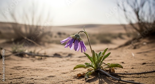 Wilted Purple Wildflower Growing in the Sandy Desert