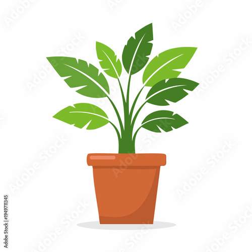 Simple green potted plant in terracotta pot
