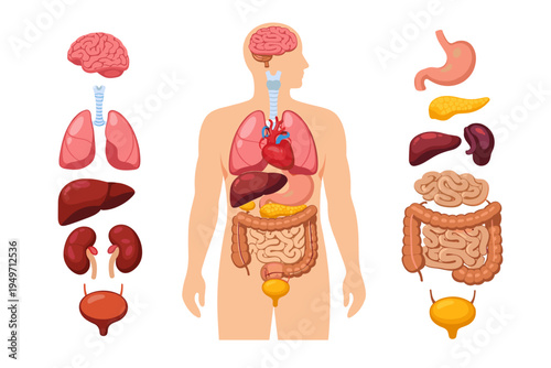 Human Internal Organs Anatomy Educational Vector Diagram with Brain Heart Lungs Liver Stomach Intestines Kidneys and Bladder Simple Flat Illustration for Medical Science Education and Healthcare