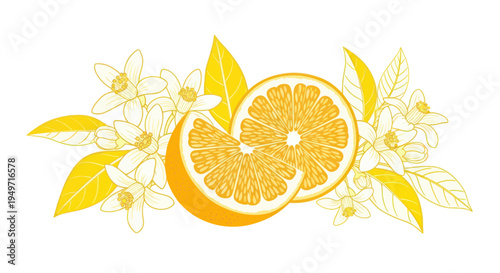 Orange Slices and Blossoms Illustration