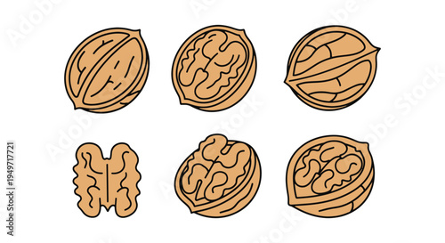 Walnut Pieces Line art vector creative color harmony abstract illustration