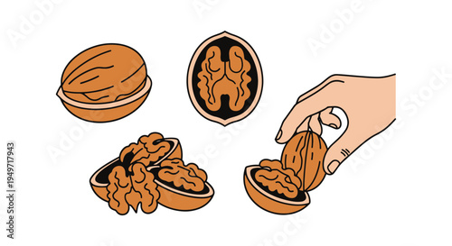 Walnut Snack Line art vector creative color harmony abstract illustration