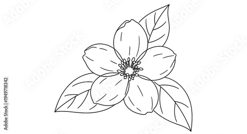 Delicate line art illustration of a blossoming flower with detailed petals and leaves
