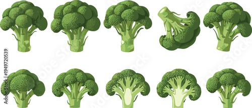 Fresh Broccoli Vegetable Vector Illustration Set Featuring Whole Green Heads and Sliced Florets in Detailed Etching Style for Healthy Food Nutrition and Culinary Designs