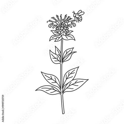 Monarda Didiymia Flower with Bee vector illustration