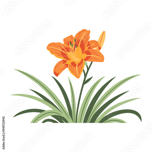 Vibrant Orange Daylily Flower with Green Foliage vector illustration