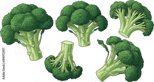 Fresh Green Broccoli Vector Illustration Set Featuring Whole Heads and Florets with Textured Shading for Healthy Food Menus, Organic Farming Graphics, and Nutrition Designs