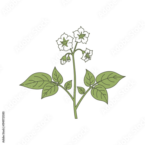 Potato Plant with Flowers and Leaves Vector vector illustration
