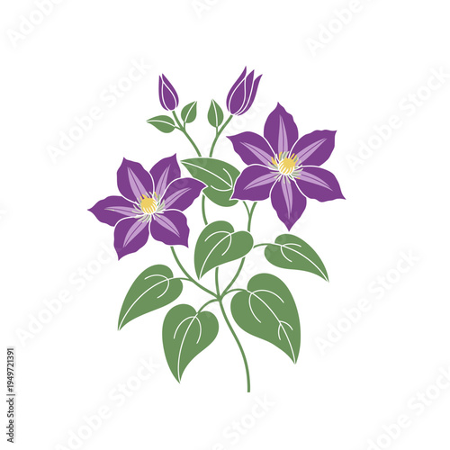Purple Clematis Flowers with Buds and Green Leaves vector illustration