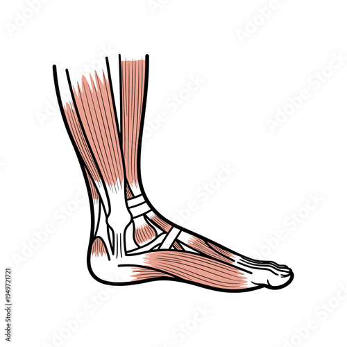Foot and Ankle Anatomy Illustration vector illustration