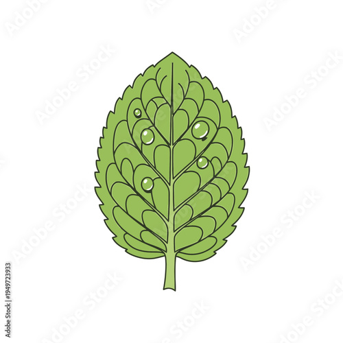 Single Green Leaf with Water Droplets vector illustration
