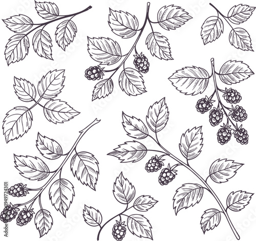 Blackberry botanical line art pattern, hand drawn bramble leaves and berries vintage engraving style nature illustration for textile wallpaper design