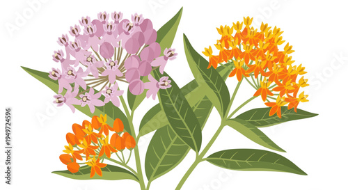 Vibrant Milkweed Flowers: Pink and Orange Blossoms with Green Leaves