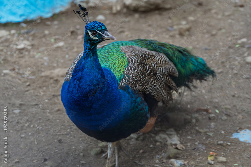 Fototapeta premium Male peacock standing in zoo enclosure with colorful tail feathers