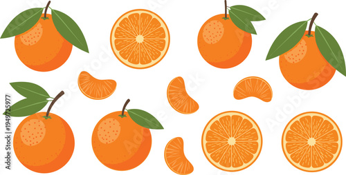 Fresh Mandarin Orange Fruit Vector Set with Whole Oranges Leaves Sliced Rounds and Individual Segments in Detailed Etched Style for Healthy Food and Citrus Branding