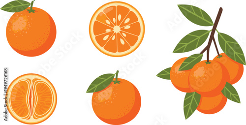 Fresh Orange Branch and Sliced Citrus Fruit Vector Set with Whole Oranges Leaves and Peeled Half in Detailed Etching Style for Organic Juice and Botanical Branding