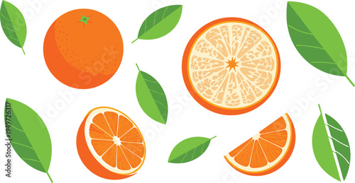Fresh Orange Citrus Fruit Vector Builder Set with Whole Oranges Sliced Halves Wedges and Individual Green Leaves in Detailed Etched Style for Pattern Design and Branding