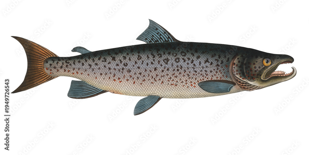 Obraz premium Male-Salmon hand illustration. (Salmo Salar Mas)