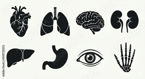 Human organs silhouette icon set for medical logo and branding vector