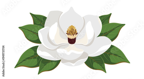 Elegant white magnolia flower with vibrant green leaves delicate petals and detailed stamen isolated on a clean white